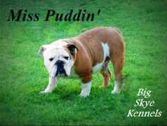 bigskyekennels.com Brendie