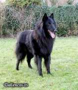 Brendo