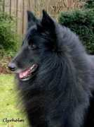 Brendo