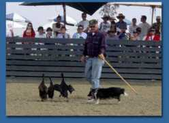 hillstoneshelties.com Brenna