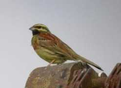 kjhall.org.uk Brenne
