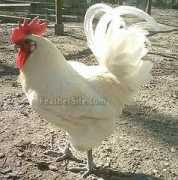 feathersite.com Bresse