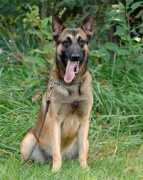 banimalclinic.com Breston