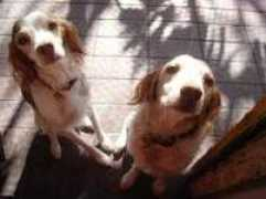 queridamascota.com Bretones