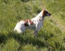 bretonespenalobera.es Bretones