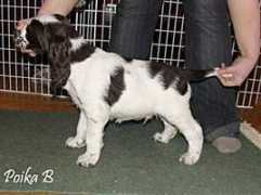 charlescroft.com Brettan