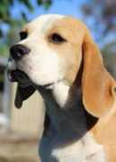 brialeybeagles.com.au Brialey