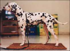 puppy.com.my Briania