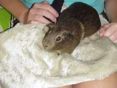 jackiesguineapiggies.com Briannas