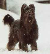 funscrape.com Briard