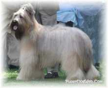 2000dogs.com Briard
