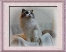 bellapalazzo-ragdollcats.com Briaton