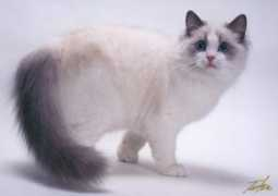 bellapalazzo-ragdollcats.com Briaton