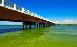 Bribie