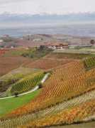 winelegacy.com Bricco