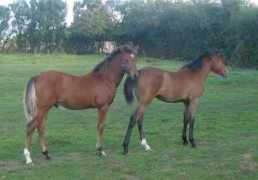 bathleyhillfarmlivery.com Bridden