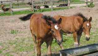 bathleyhillfarmlivery.com Bridden