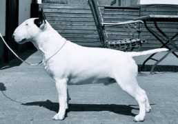 of-galloway-bullterrier.de Briden