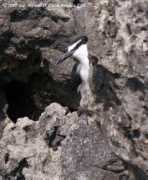 alfredo.colon.oiseaux.net Brider