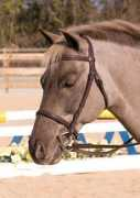 theshowkid.com Bridle
