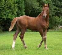 benmarfarm.com Bridon