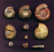 ammonoid.com Brigant