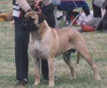 meitza.co.uk Brigedier
