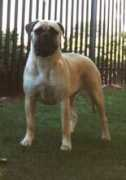 meitza.co.uk Brigedier