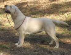 ophirlabs.com Brigett