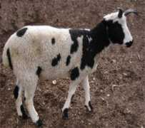 schafewaldsheepfarm.com Brigette
