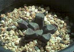 crassula.ojiji.net Briin