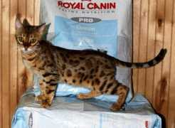 texasstarbengals.com Brilant