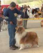 lfshelties.narod.ru Brilyn