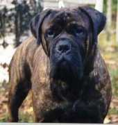 bullmastiffs.com Brina