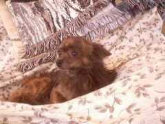 deeanna19.tripod.com Brindle