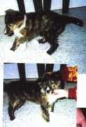 barloshelties.com Brindle