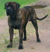 molepharmer.com Brindle