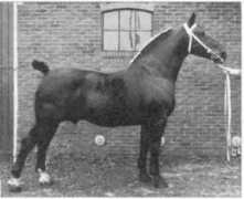 gelderlanderhorse.nl Brinio