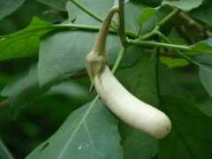 growsonyou.com Brinjal