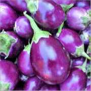 topnews.in Brinjal