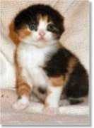 home.earthlink.net Brinnie