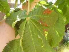 foroantiguo.infojardin.com Briotti