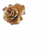 theweddingplanner.com Brisman