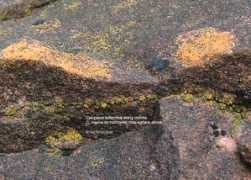 lichens.lastdragon.org Britannica