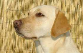 britho.ch Britho