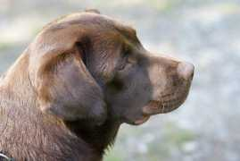 britho.ch Britho