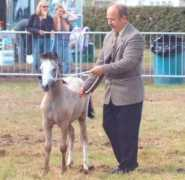nerwynponies.co.uk Britter