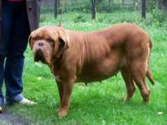 Brixi