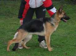 Brixie