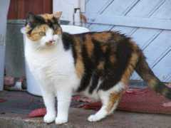 Brixie